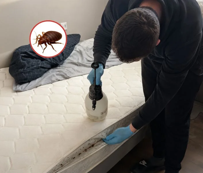 Technicien traitant un matelas contre les punaises de lit à Lommoye